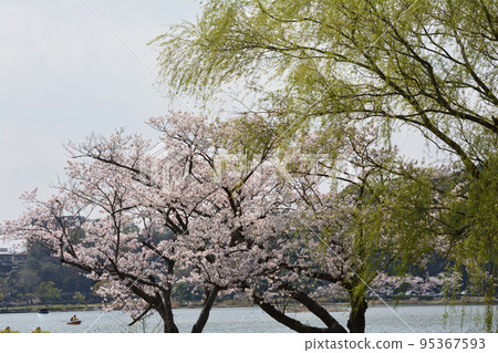 We went to Senba Park to see the cherry blossoms #54 We went to Senba Park to see the cherry blossoms #54 95367593