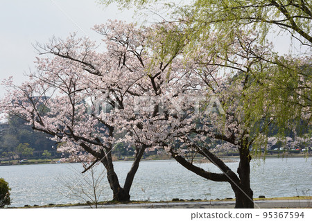 我們去了千場公園看櫻花#55 95367594