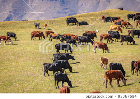 A herd of cows grazes in the meadows of the Caucasus Mountains. A herd of cows grazes in the meadows of the Caucasus Mountains. 95367684
