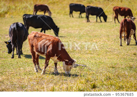 A herd of cows grazes in the meadows of the Caucasus Mountains. 95367685