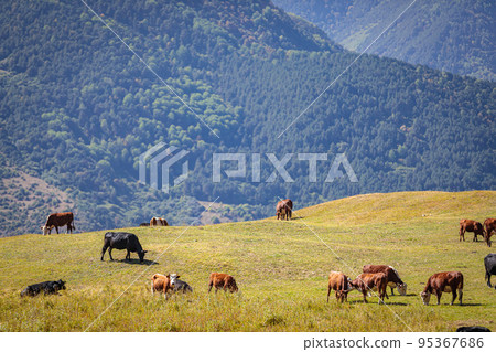 A herd of cows grazes in the meadows of the Caucasus Mountains. 95367686