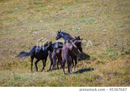 A herd of horses grazes in the meadows of the Caucasus Mountains. A herd of horses grazes in the meadows of the Caucasus Mountains. 95367687