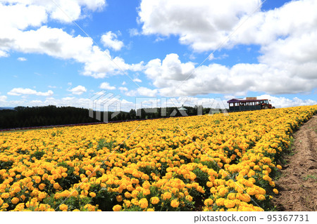 Blue sky and marigold Blue sky and marigold 95367731