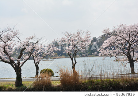 I went to Senba Park to see the cherry blossoms #69 I went to Senba Park to see the cherry blossoms #69 95367939