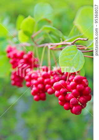 Ripe fruits of red schizandra with green leaves close up Ripe fruits of red schizandra with green leaves close up 95368017