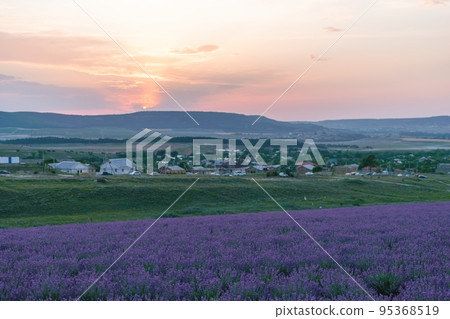 Close up Lavender flower blooming scented fields in endless rows on sunset. Selective focus on Bushes of lavender purple aromatic flowers at lavender fields Close up Lavender flower blooming scented fields in endless rows on sunset. Selective focus on Bushes of lavender purple aromatic flowers at lavender fields 95368519