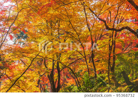 Autumn in Arashiyama, Kyoto Jojakko-ji Temple with colored leaves Autumn in Arashiyama, Kyoto Jojakko-ji Temple with colored leaves 95368732