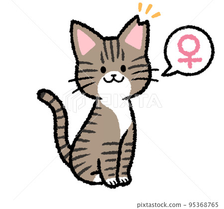 Female tabby cat with ear cut 95368765