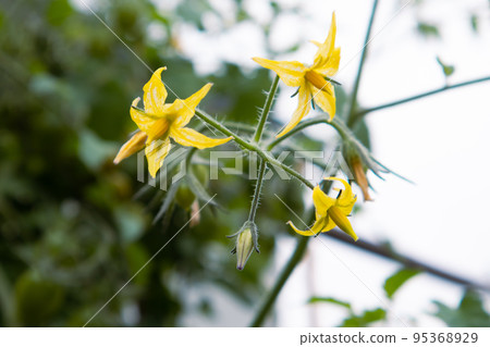 Tomato flowers Tomato flowers 95368929