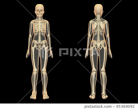 Human skeleton female bone skeleton CG human body - Stock Illustration  [95369092] - PIXTA