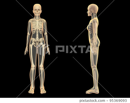 Human skeleton female bone skeleton CG human body Human skeleton female bone skeleton CG human body 95369093