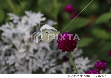 Cabbage butterfly sucking nectar from a flower in an autumn garden in Japan 95369242