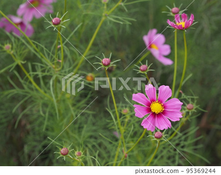 Brilliant pink cosmos 95369244