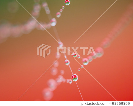 spider web wet with dew spider web wet with dew 95369509