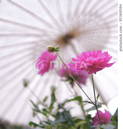 Dahlia and Japanese umbrella 95369564