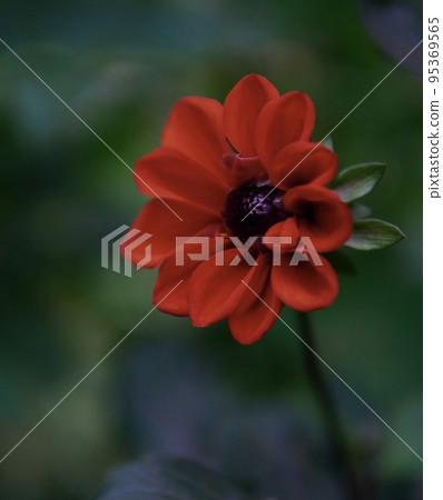 Beautiful dahlia 95369565