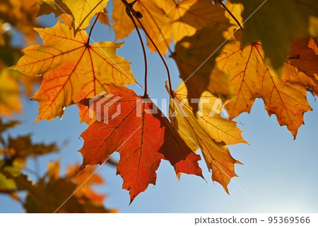 Autumn. Beautiful colorful leaves on trees in autumn time. Natural seasonal color background for fall. Autumn. Beautiful colorful leaves on trees in autumn time. Natural seasonal color background for fall. 95369566