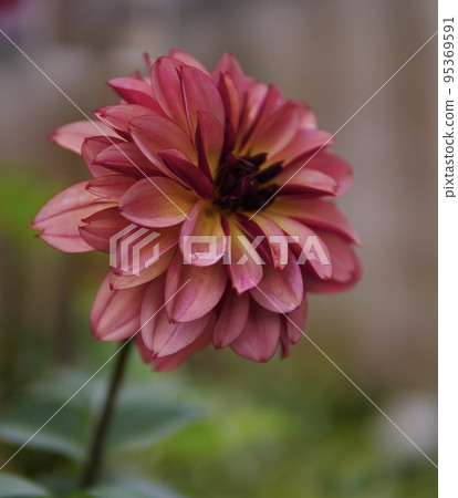 Beautiful dahlia 95369591