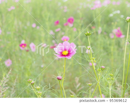 Close-up of pink cosmos 95369612