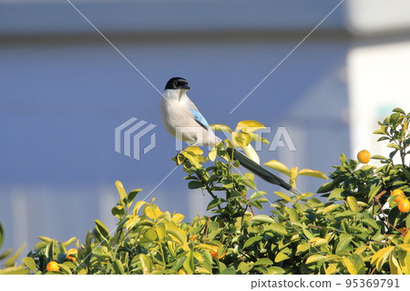 Onaga 啄金橘 95369791