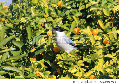 Onaga 啄金橘 95369793