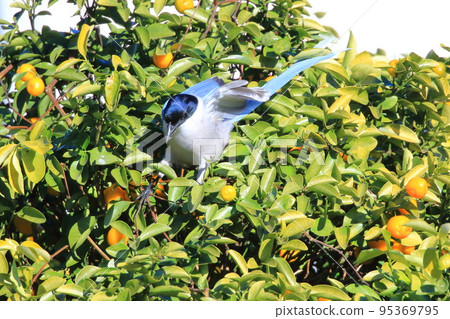 Onaga 啄金橘 95369795