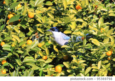 Onaga pecking at a kumquat 95369798