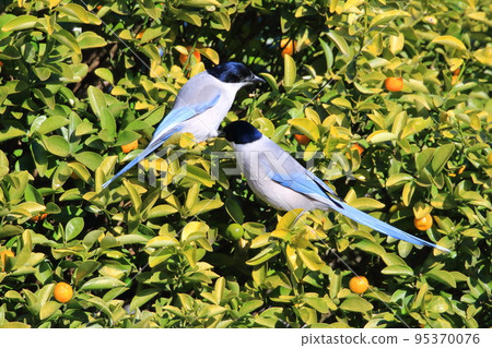 啄食金橘的兩條長尾蛆 95370076