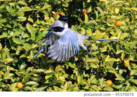 啄食金橘的兩條長尾蛆 95370078