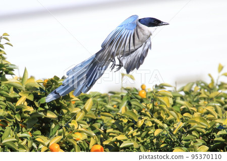 A big-tailed magpie pecking at a kumquat and taking flight 95370110