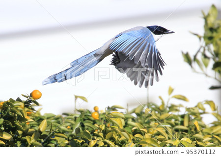 一隻大尾喜鵲啄食金橘並起飛 95370112