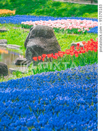 Many muscari flower fields 95370183
