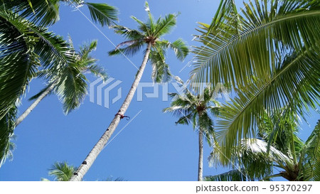 Hawaiian palm trees and sunny weather 95370297