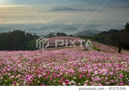 Autumn Shirakimine Kogen Cosmos Isahaya Nagasaki 95370366