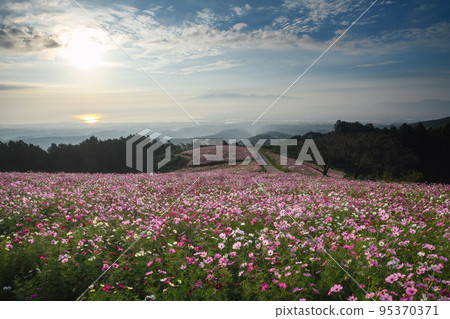 秋天的白木峰高原 Cosmos 諫早長崎 秋天的白木峰高原 Cosmos 諫早長崎 95370371
