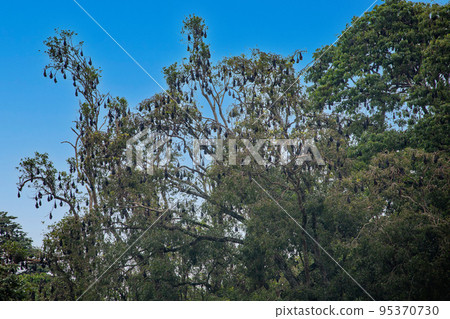 Peradeniya Botanical Garden 95370730