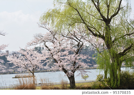 我們去了千場公園看櫻花#82 95370835