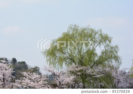 We went to Senba Park to see the cherry blossoms #86 We went to Senba Park to see the cherry blossoms #86 95370839