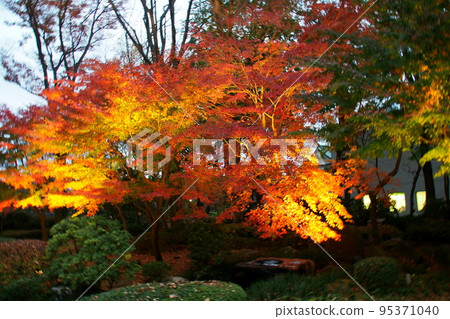 Edo-Tokyo Open Air Architectural Museum, light up of autumn leaves in the garden [Koganei City, Tokyo] 95371040