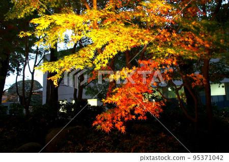 Edo-Tokyo Open Air Architectural Museum, light up of autumn leaves in the garden [Koganei City, Tokyo] 95371042