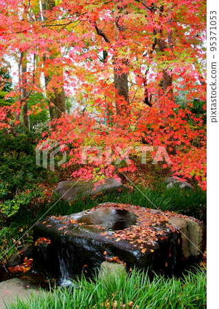Edo-Tokyo Open Air Architectural Museum, bright red autumn leaves in the garden [Koganei City, Tokyo] 95371053