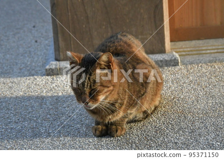 太陽籃貓 太陽籃貓 95371150