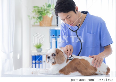 Vet and cavalier 95371398