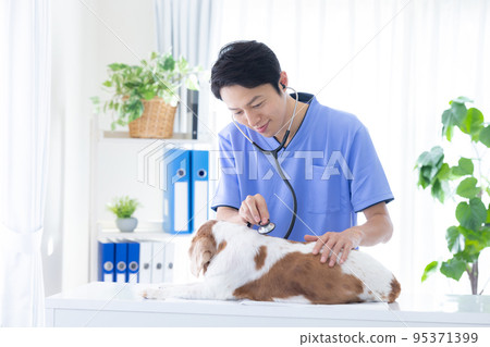 Vet and cavalier 95371399