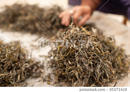 dried green tea leaf. Top tea leaves natural products, are ingredients in making beverages. Selected fresh tea leaves in tea plantations 95371428