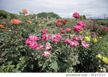 Arao City Ominous Citizen Flower Bed Rose Flower, Arao City Ominous Citizen Flower Bed Rose Flower, 95371727