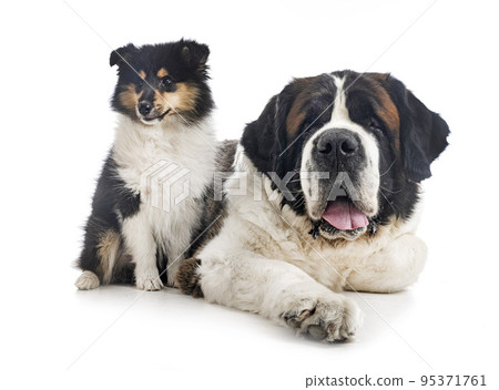 saint bernard and puppy Rough Collie 95371761