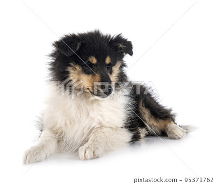 puppy Rough Collie puppy Rough Collie 95371762