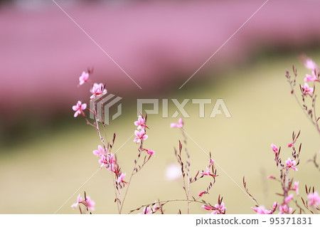 秋季旅行，Pink Muhly，咖啡廳 95371831