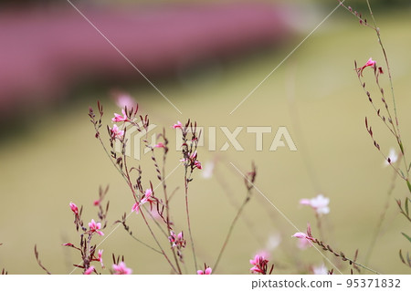 Autumn trip, Pink Muhly, Cafe 95371832